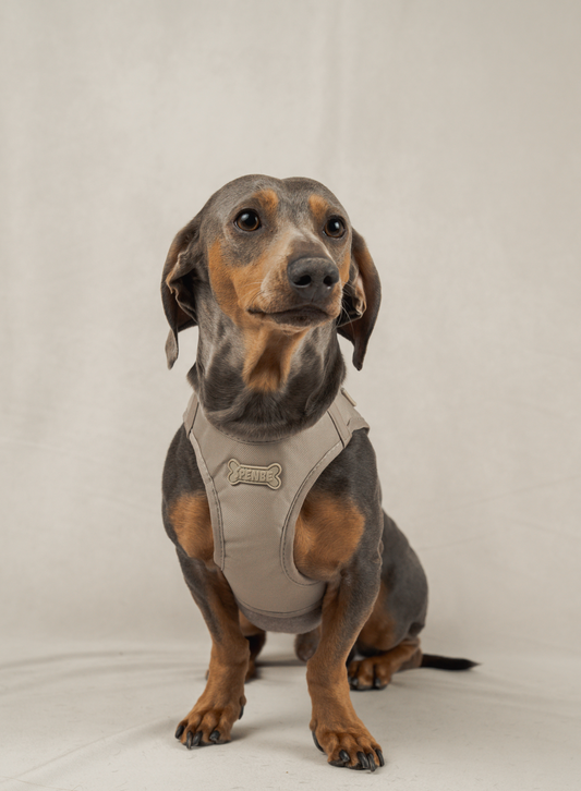Comfy Dog Harness Vest