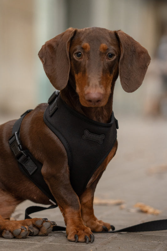 Set Arnes Trendy Black