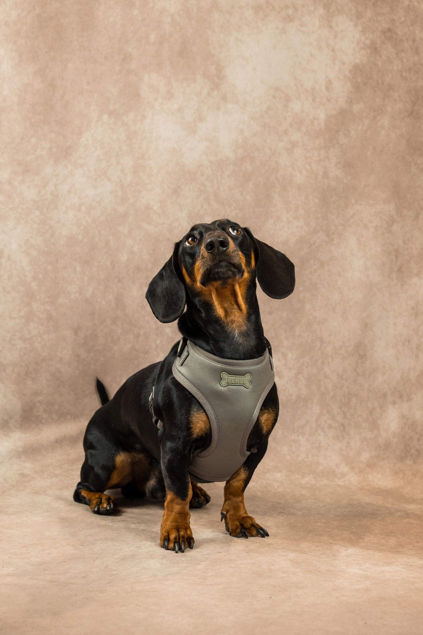 Trendy Stone Harness Set