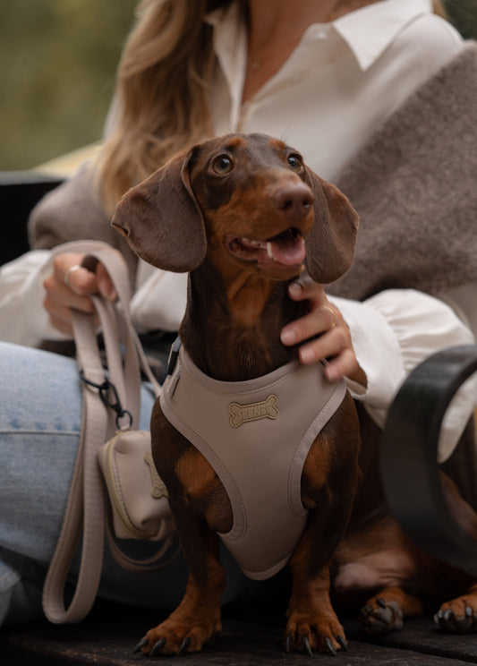 Trendy Adjustable Dog Harness